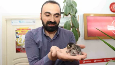 Anne kedi yavrusunu çekmecede doğurdu