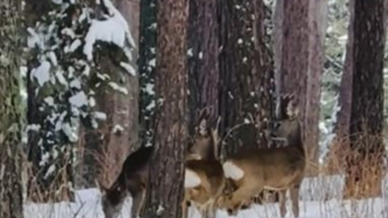 Ardahan’da ormanlık alanda karacalar görüntülendi