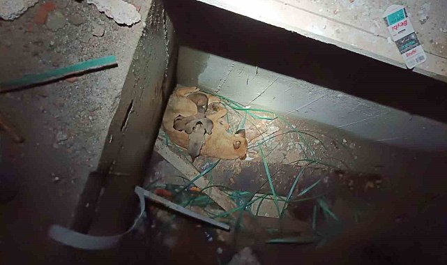 Asansör boşluğunda mahsur kalan anne ve yavru köpekleri itfaiye kurtardı