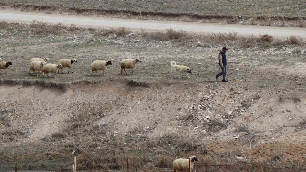 Baharın gelişiyle Diyadin’de koyunlar yeniden yola koyuldu