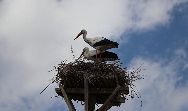 Baharın habercisi leylekler Ağrı'da direklerin üzerindeki yuvalarına döndü
