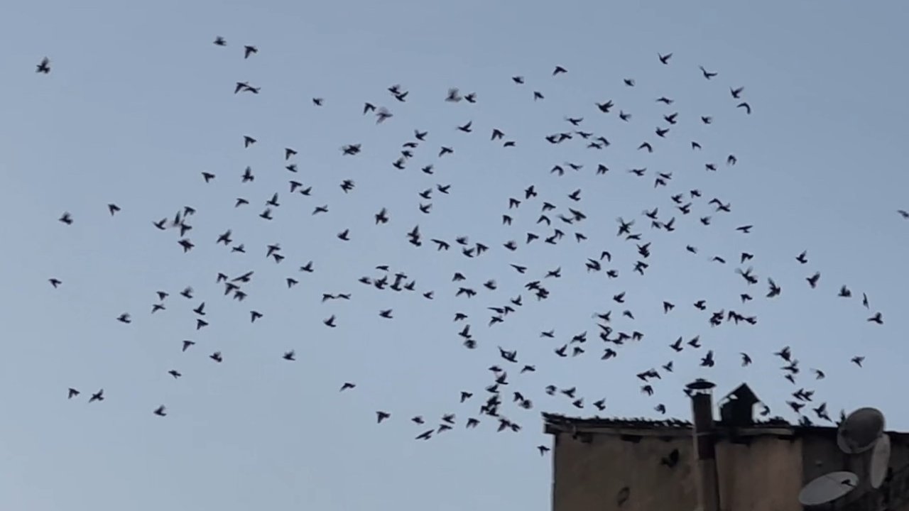 Baharın müjdecisi sığırcık kuşları Yüksekova semalarında