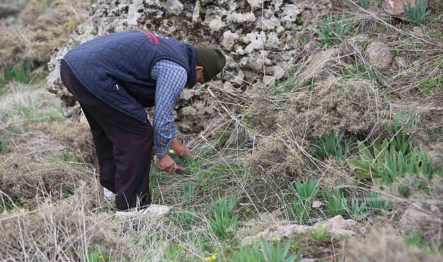 Dağlarda çiriş otu bereketi