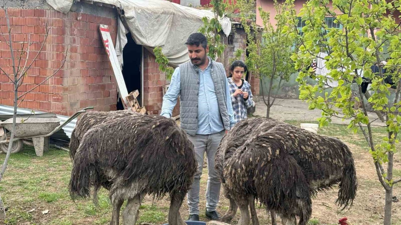 Deve kuşları mahallede ilgi odağı oldu