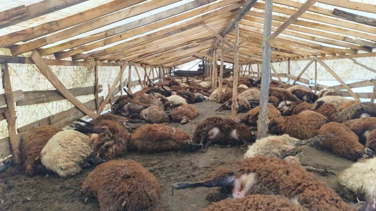 Doğubayazıt’ta şiddetli rüzgar, 280 küçükbaş hayvanın telef oldu