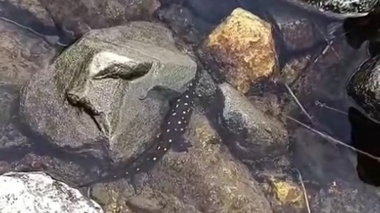 Elazığ’da Anadolu benekli semenderi görüntülendi