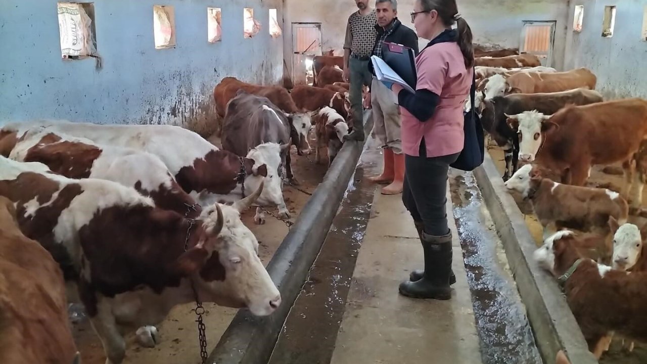 Elazığ’da aşılama ve küpeleme çalışması sürüyor