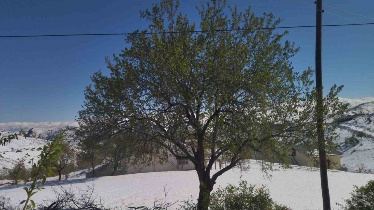 Elazığ’da kayısı, ceviz ve badem ağaçlarını ’kar’ vurdu