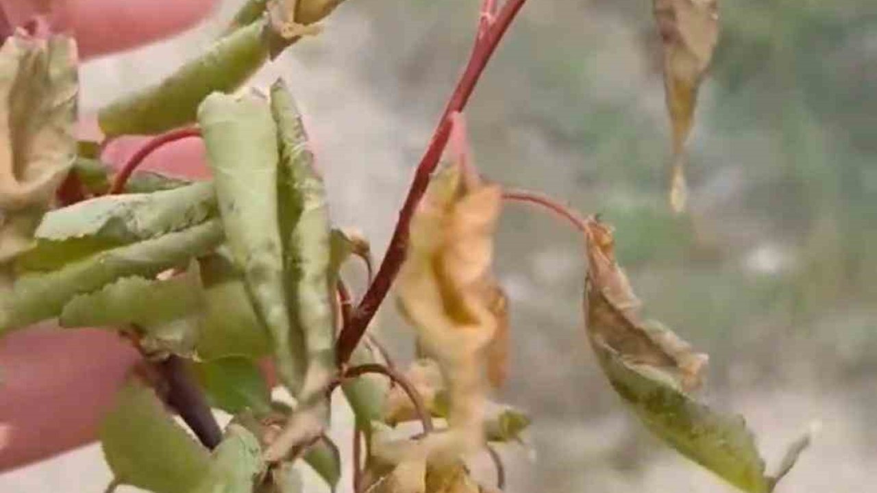 Elazığ’da zirai don tarımsal üretime zarar verdi