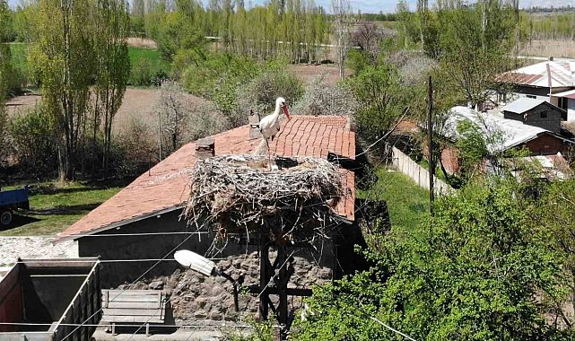 Elektrik direğinin tepesindeki yuva, leylek ailesine 22 yıldır ev sahipliği yapıyor