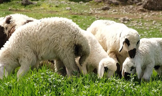 Erzincan'da ilkbaharın gelmesiyle yeşeren meralar oğlak ve kuzuların sesleriyle şenlendi