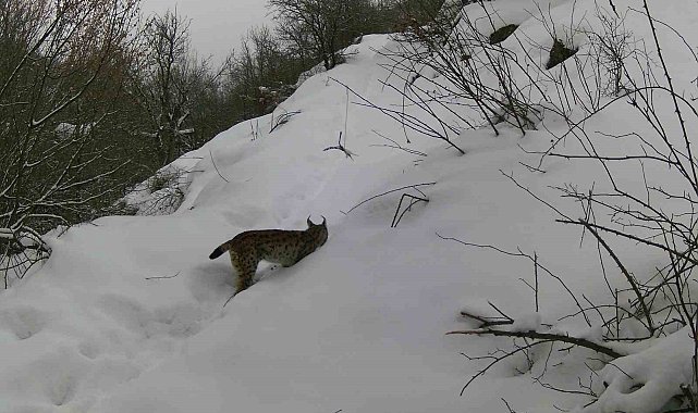 Erzincan'da yaban hayatı fotokapanla görüntülendi