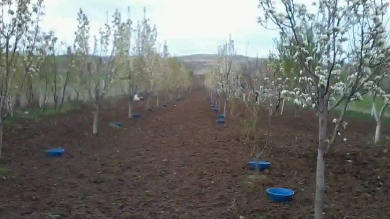 Erzincan’da meyve bahçelerinde baklazınnı mücadelesi