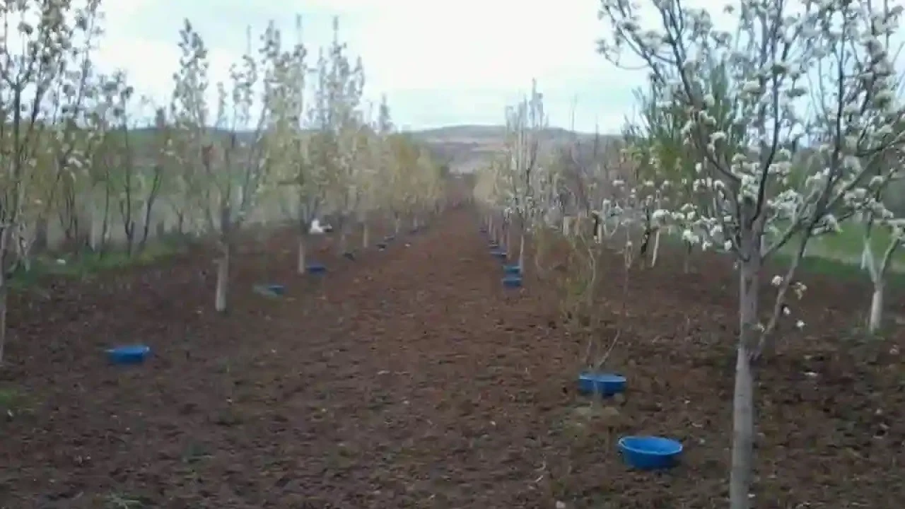 Erzincan’da meyve bahçelerinde baklazınnı mücadelesi