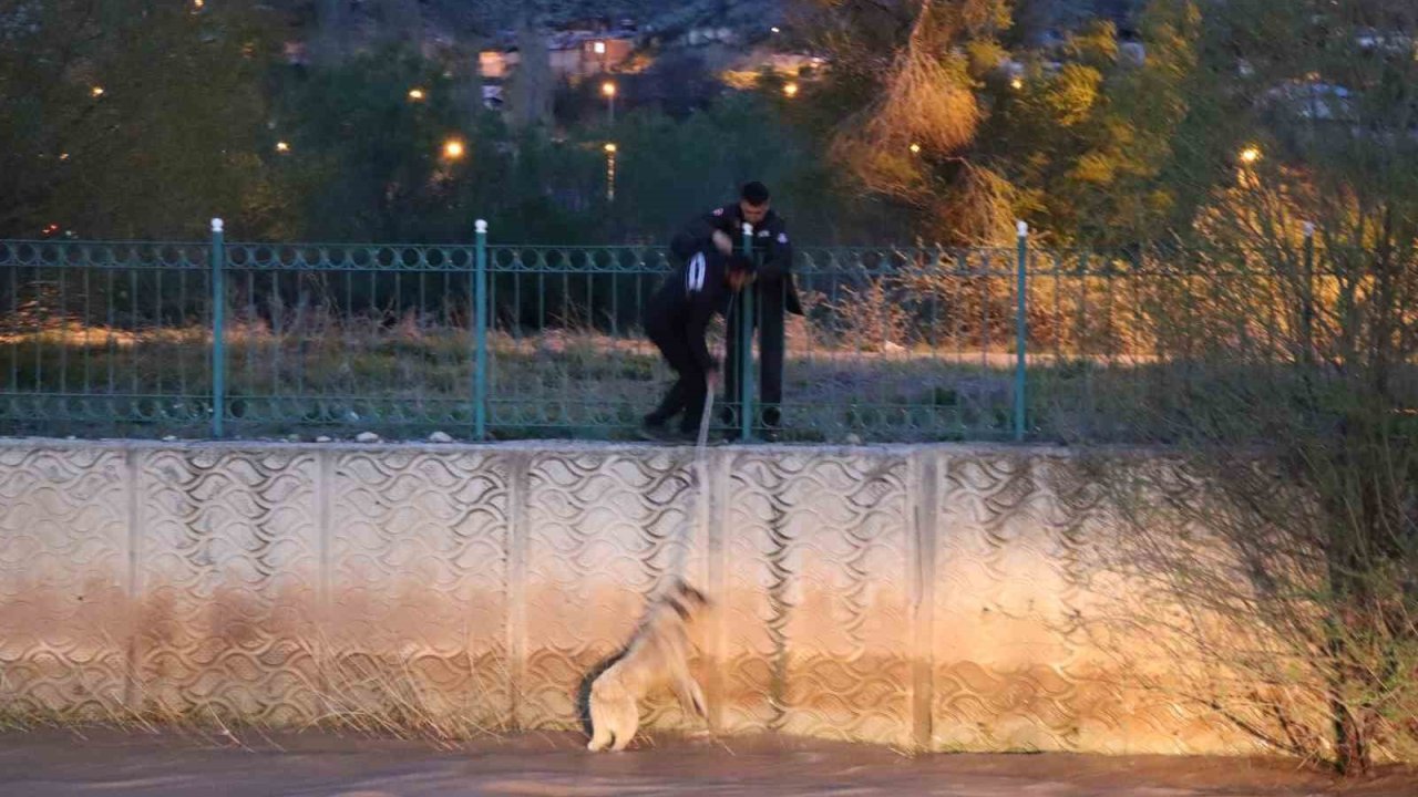 Erzurum’da mahsur kalan sokak köpeği kurtarıldı