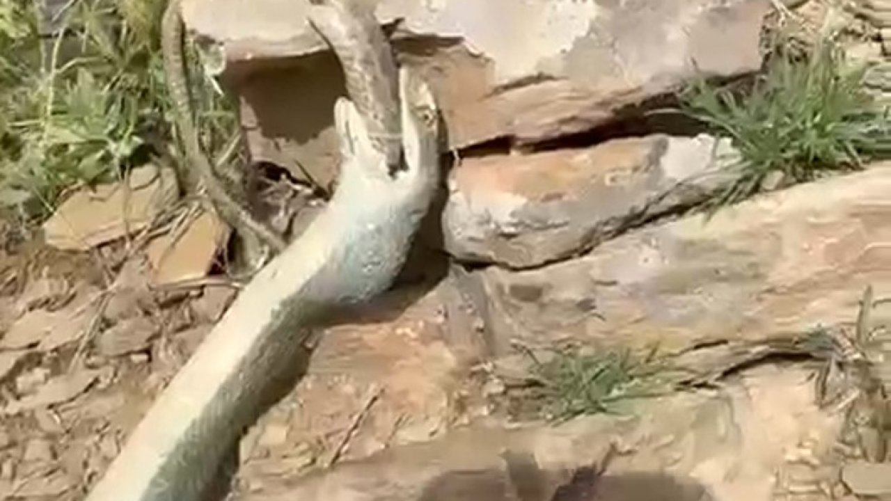 Hakkari’de bir yılan başka bir yılanı yerken görüntülendi