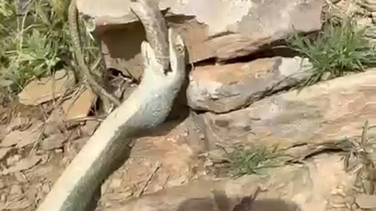 Hakkari’de bir yılan başka bir yılanı yerken görüntülendi