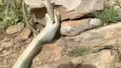 Hakkari’de bir yılan başka bir yılanı yerken görüntülendi
