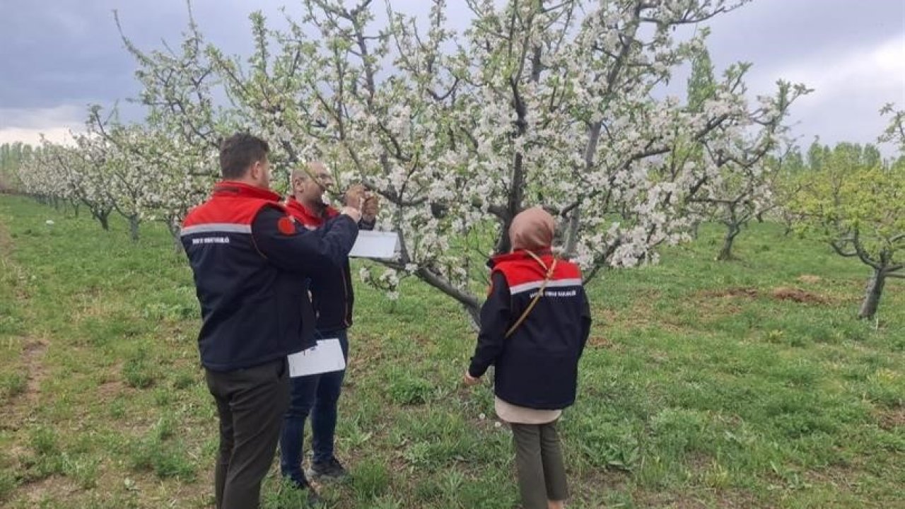 Iğdır’da meyve ağaçları kurulan tuzaklarla korunuyor