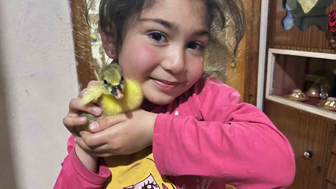 Kars’ta kazalar kuluçkaya yattı, yılın ilk yavruları çıktı