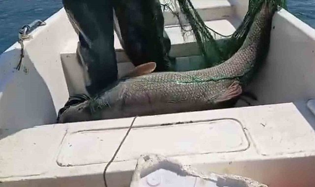 Keban Baraj Gölünde 72 kiloluk dev turna balığı yakalandı