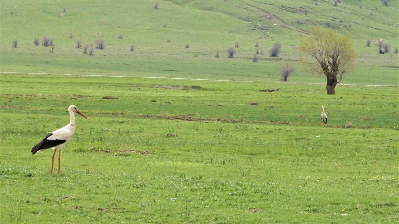 Leylekler Muş Ovası’na döndü