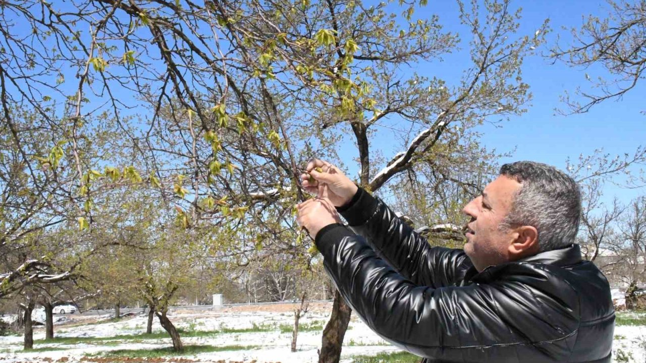 Malatya’da zirai don felaketi