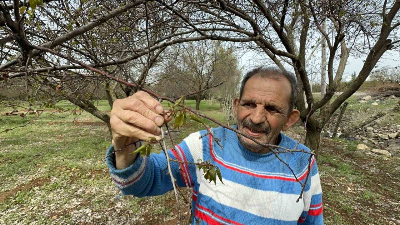 Malatya’da zirai don meyve ağaçlarını vurdu
