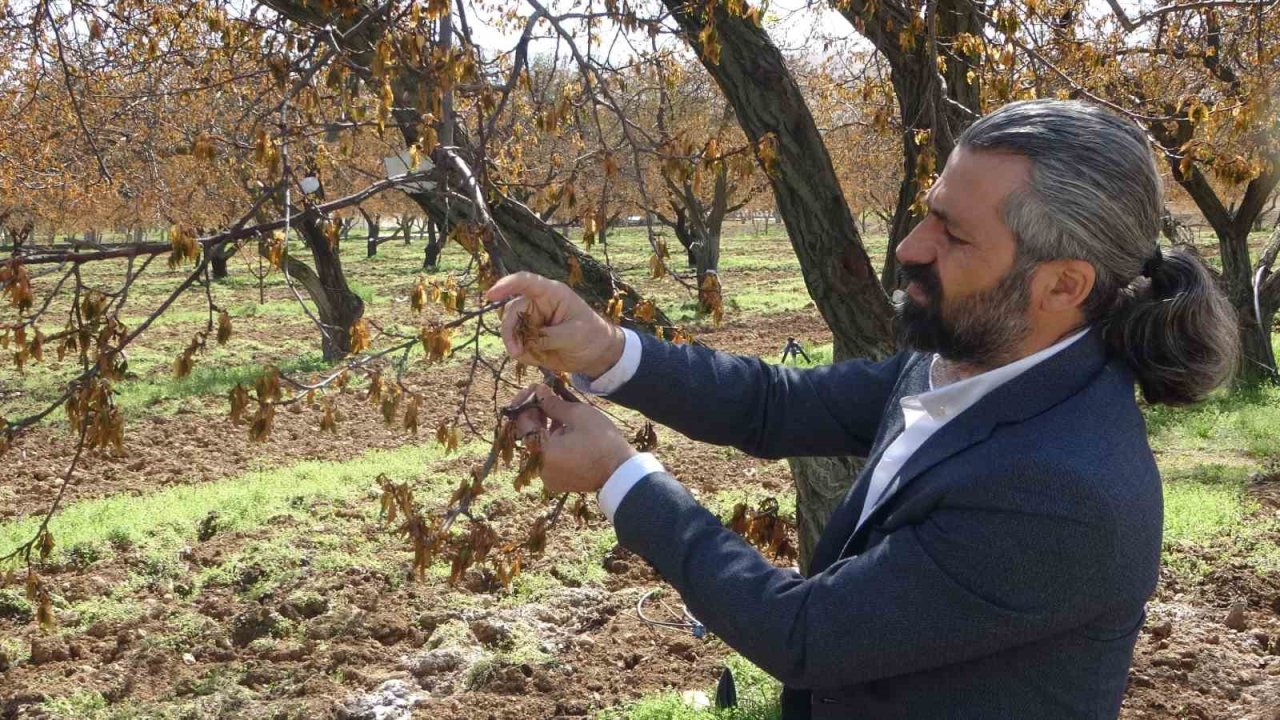Malatya’da zirai dondan etkilenen ağaçlar için uzmanlardan uyarı