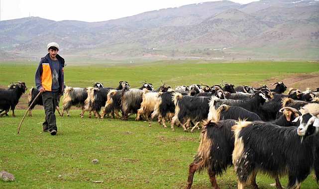 Muş'ta ilkbaharın gelmesiyle 1 milyon 250 bin hayvan meraya çıkarıldı