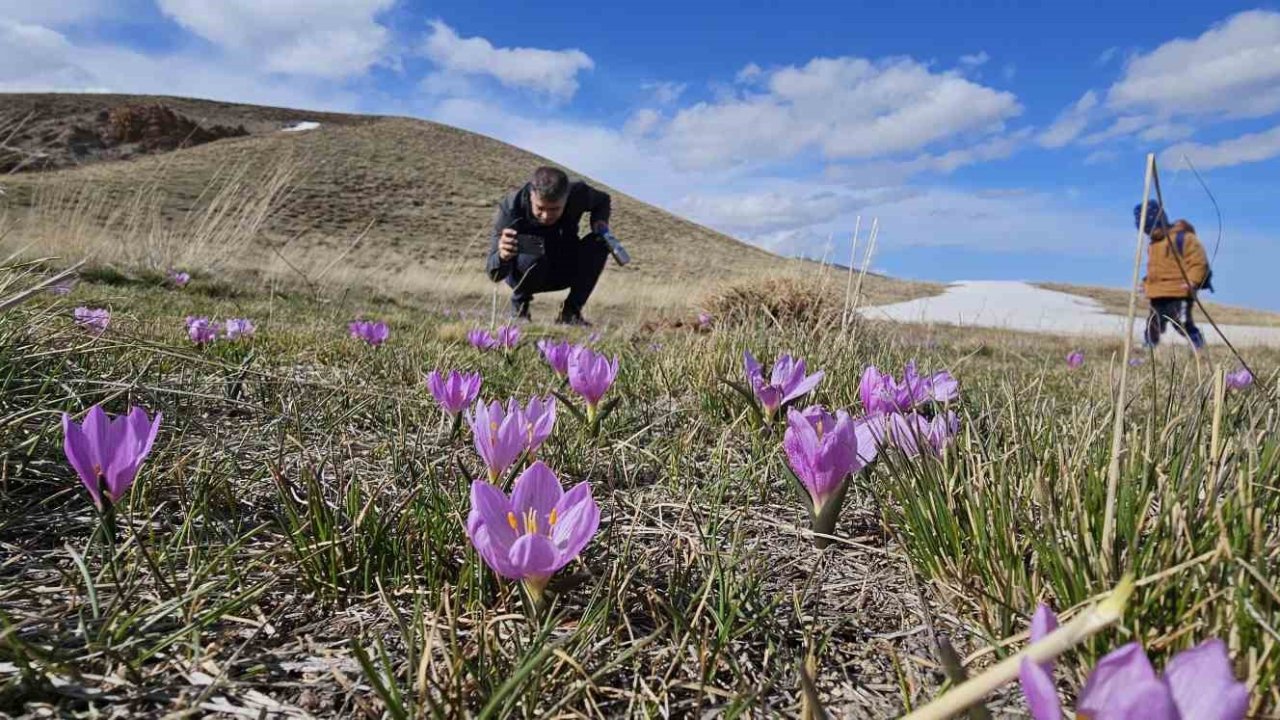 Nemrut Kalderası’nın mor çiğdemleri çiçek açtı
