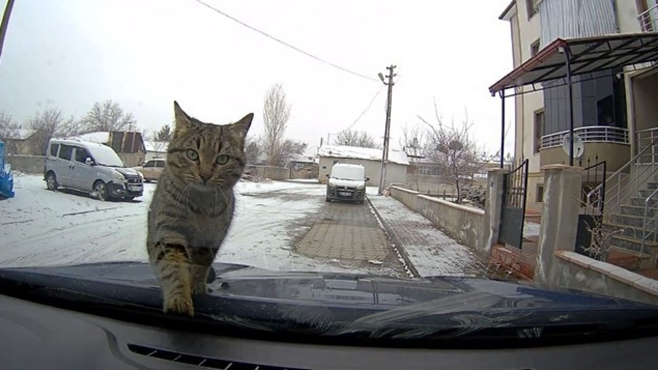 Sevimli kedi araç kamerasında