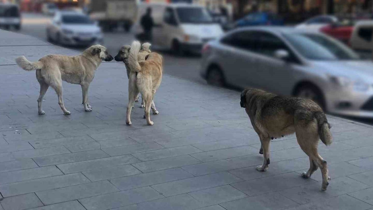 Tercan’da vatandaşlar başıboş köpeklerden muzdarip