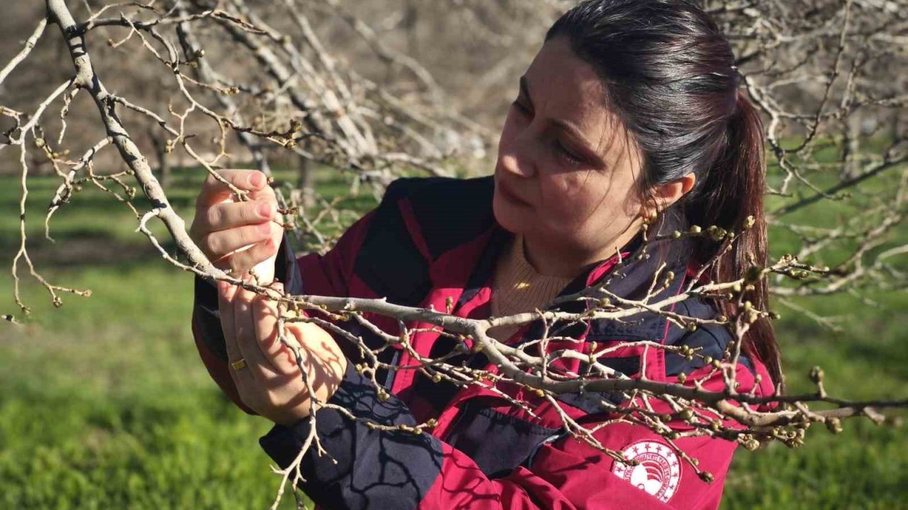 Türkiye’nin en önemli dut merkezini zirai don vurdu