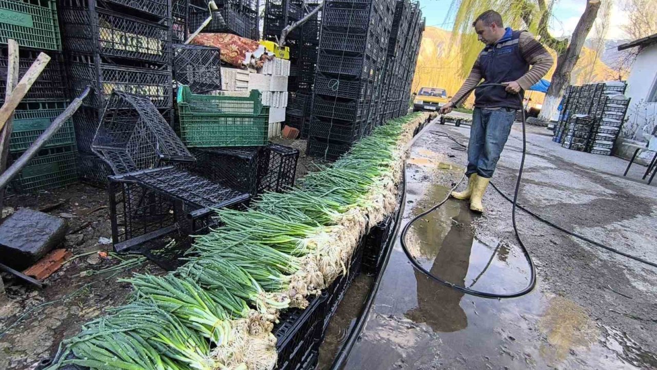 Uzundere’de seralarda üretim yeniden başladı