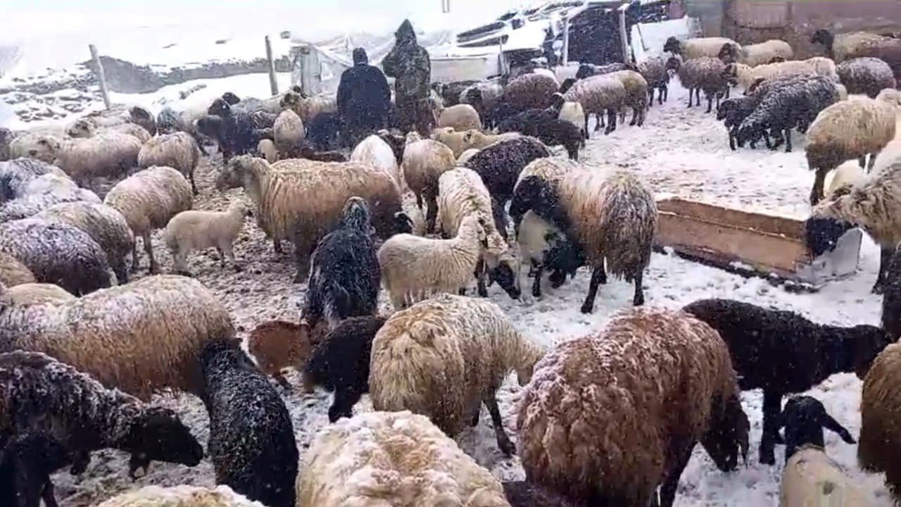 Yaylaya çıkan besicilerin kar altında zorlu mesaisi