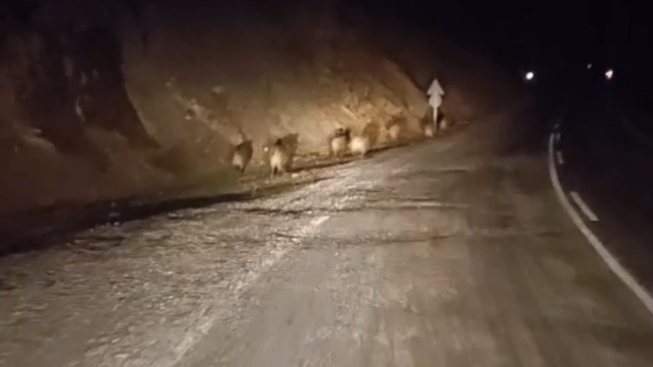 Yüksekova’da domuz sürüsü kamerada