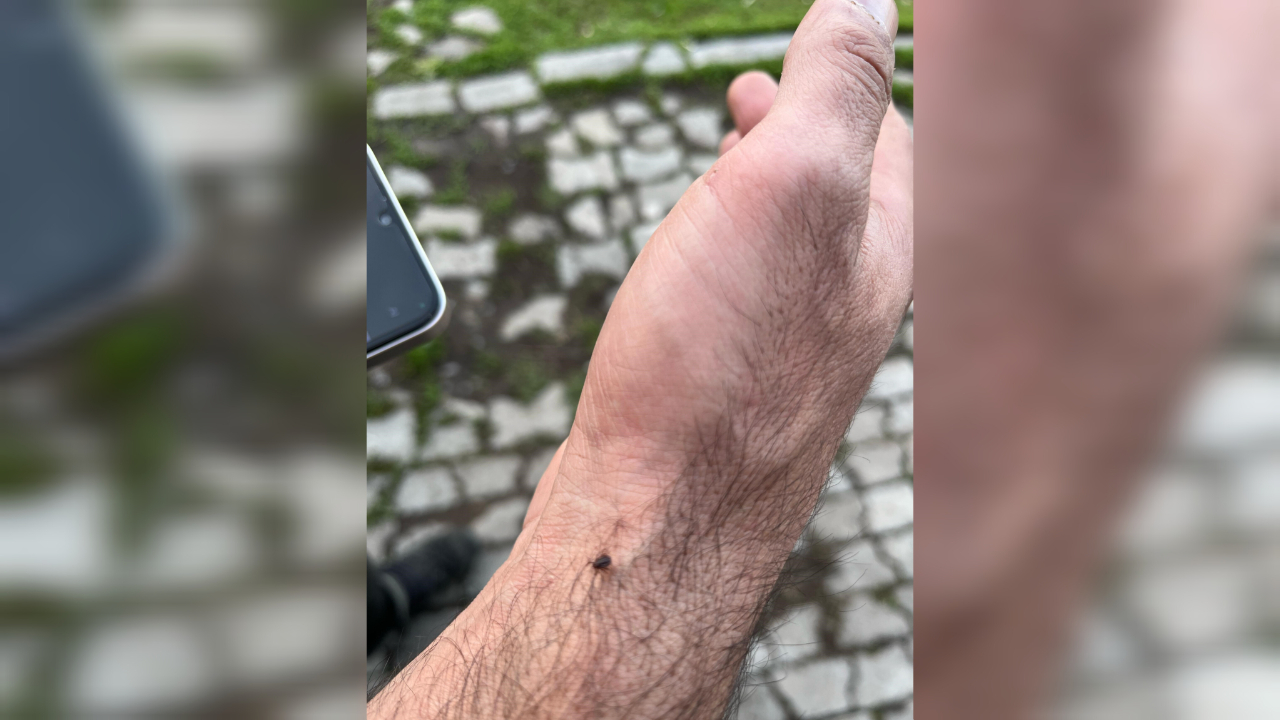 Kars'ta baharın gelişiyle kene tehlikesi arttı