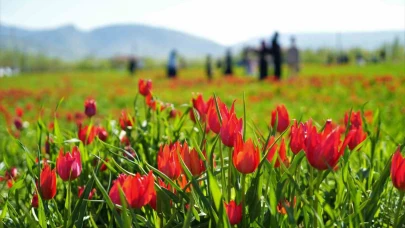 Muş’ta 20 günlük "lale devri" başladı