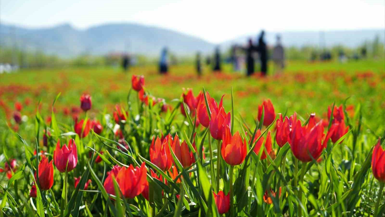 Muş’ta 20 günlük "lale devri" başladı