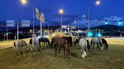Yiyecek arayan yılkı atları kara yoluna indi