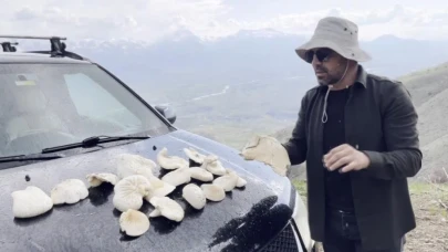 Çaşır mantarı kilosu bin 250 TL'den satılıyor