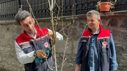 Kars’ta meyve ağaçlarına budama ve aşılama seferberliği