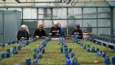 Erzincan'da seracılıkta hedef bin dekar