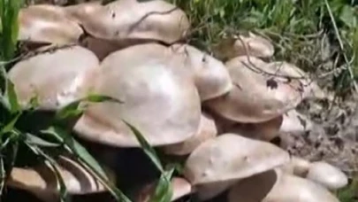 Dağ gezisinde mantar tarlasına denk geldi