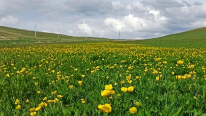 Ahlat’ta doğa şenlendi