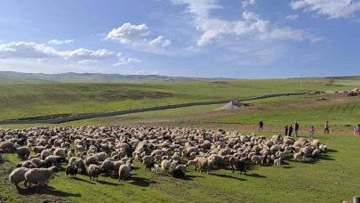 Koyun ve kuzuların buluşması renkli görüntüler oluşturdu