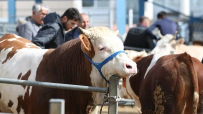 Kars’ta kurbanlık sevkiyatı hareketliliği