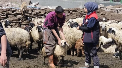 Diyadin’de küçükbaş hayvanlar küpe takılarak aşılanıyor