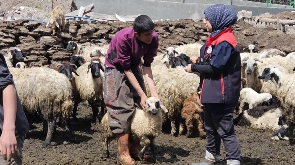 Diyadin’de küçükbaş hayvanlar küpe takılarak aşılanıyor